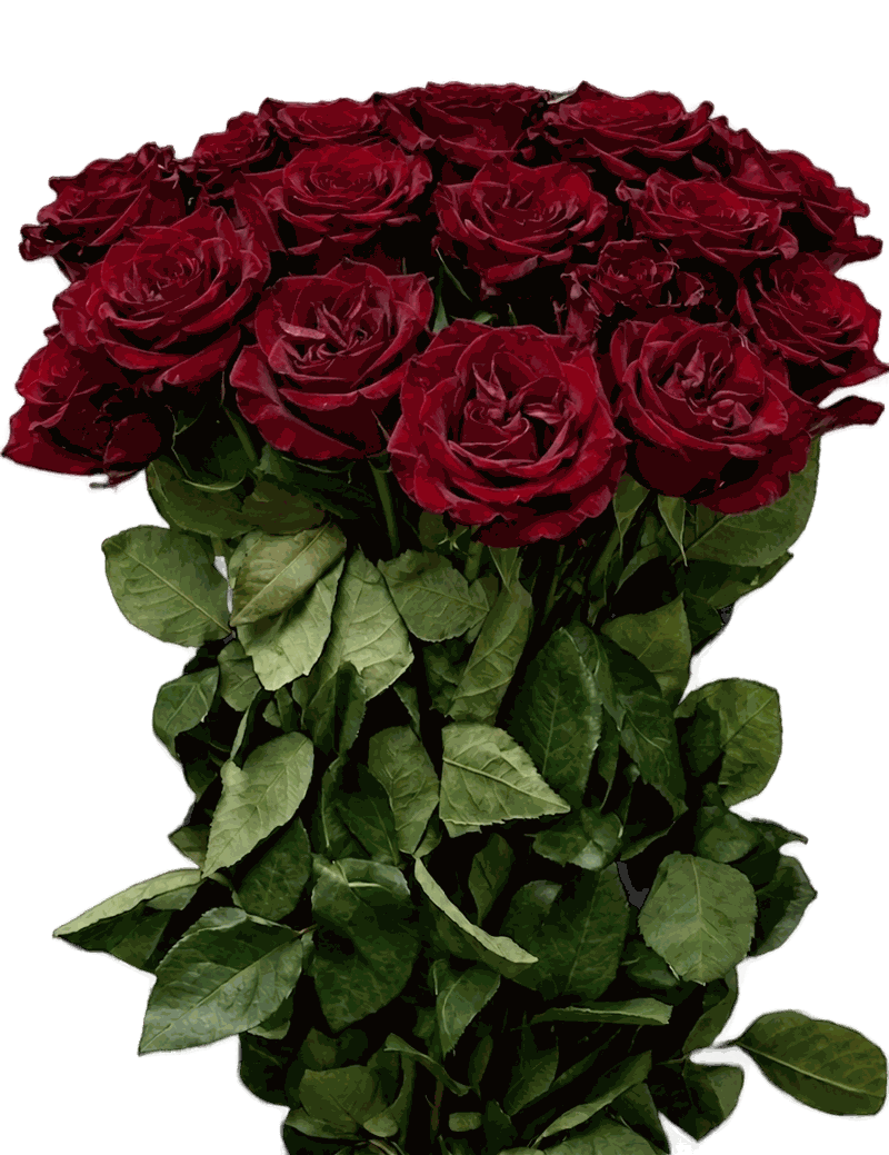 Maroon roses