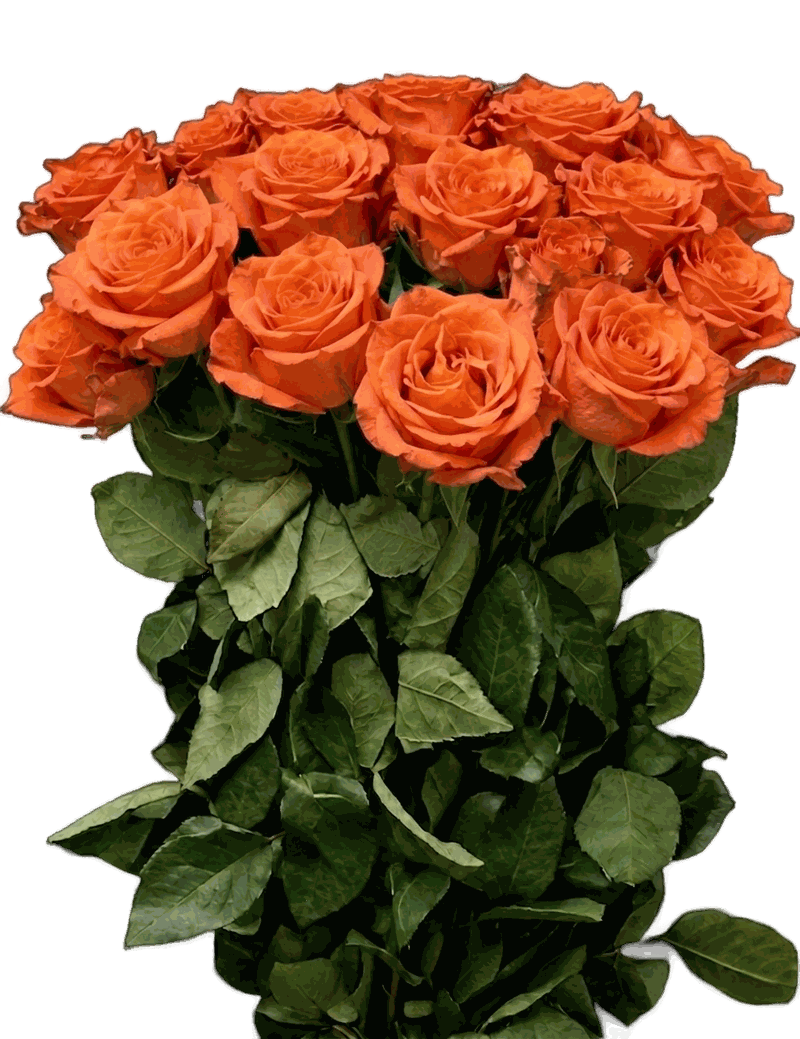 Orange roses