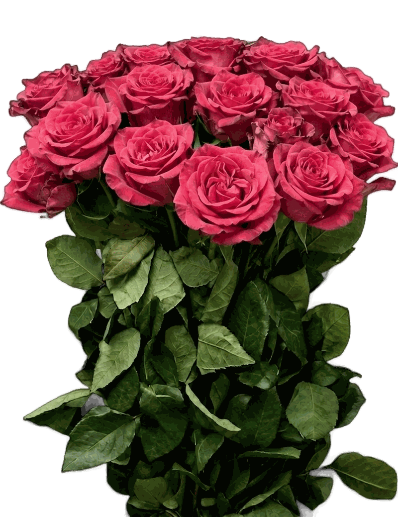 Pink roses