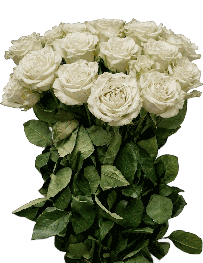 White roses