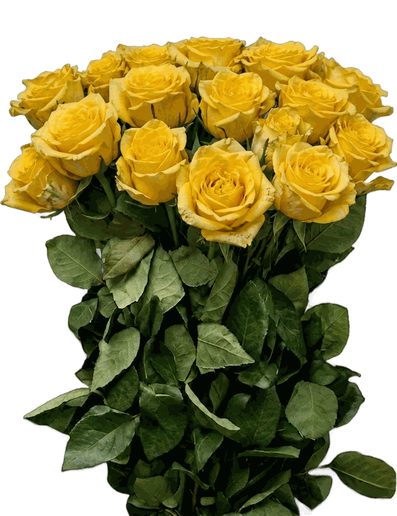 Yellow roses
